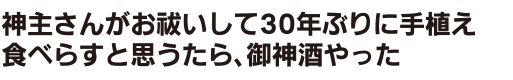 稲が短くてぇ家の前のハザには掛けられん
鎌で雑草刈って、歩いて一条ずつ稲を刈る