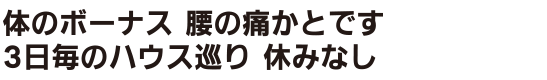 ニラは種飛んでガツガツ増えトマトは、腹いっぺ取ったし